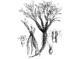 Spikenard (Nardostachys jatamansi), Heb. NeRD - makes the spice (Spikenard or Nard)